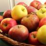 Загадка про яблоко - для детей и их родителей Загадки с именами прилагательными со словом яблоко
