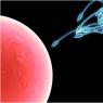 В чем суть оплодотворения яйцеклетки сперматозоидом, особенности и время слияния Сколько времени спермики добираются до маточной трубы