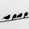 Почему птиц на проводах не бьет током Почему птиц не ударяет током