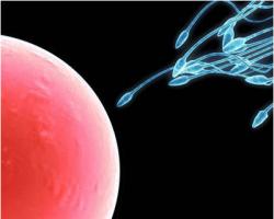 В чем суть оплодотворения яйцеклетки сперматозоидом, особенности и время слияния Сколько времени спермики добираются до маточной трубы